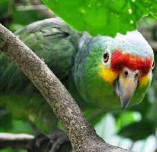 Lora Copete Rojo Nicaragua Parrot Animals Birds