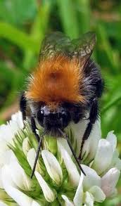 Be E Happy Tree Bumblebee Bee Bumble Bee Bee Garden