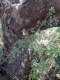 Image result for Searsia pentheri