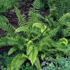 Image result for Polystichum
