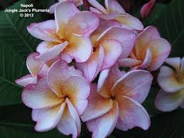 Napoli Another Plumeria On The Cusp Between Dwarf And Highly Compact Blooms Well And The Flowers Last A Long Time Plumeria Beautiful Flowers Flowers