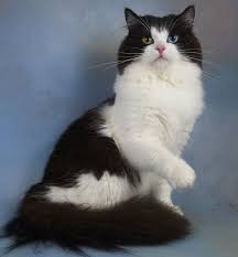 Margs Ragamuffin Cats Ragamuffin Kittens Ragamuffin Breeder Ragamuffin Cat Cute Cats And Kittens Cat Breeds