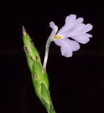 Image result for Elytraria