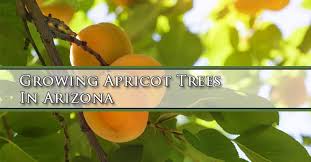 Chill hours are defined as the number of hours the temperature is between 45 and 32 degrees fahrenheit. Growing Apricot Trees In Arizona Mesa Gilbert Queen Creek