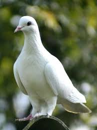 pin by fenerbahce fenerbahce on guzel kuslar ve diyerleri beautiful birds pet birds dove pictures