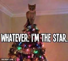 Whatever I Am The Star Christmas Cats Cats Funny Animals