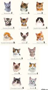 Cat Breeds Cluster Of Kittens Kitten Breeds Cat Breeds Cat Breeds Chart