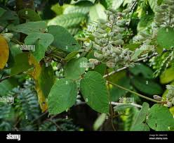 Image result for Rhynchosia hirta