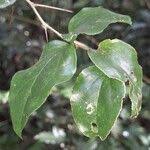 Image result for Dovyalis macrocalyx