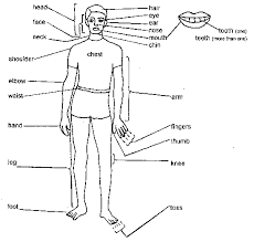 Doctors normally use the english names, even when talking to each other. Quotes About Body Parts 131 Quotes