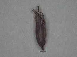 Image result for Striga passargei