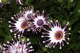 Image result for paprskovka obrázek