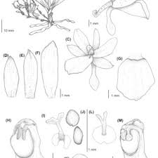 Image result for Diaphananthe lebelii