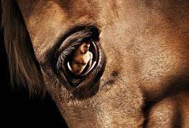 Fear of fauna: Of horses & men & ZOO 