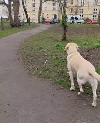 @JackTheLab3's video Tweet