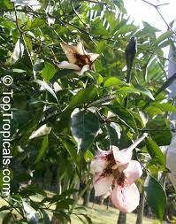 Image result for Rothmannia longiflora