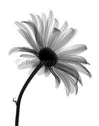 X Ray Of Daisy This Would Make A Gorgeous Tattoo Xray Flower White Daisy Tattoo Daisy Tattoo