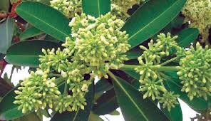 Image result for Alstonia