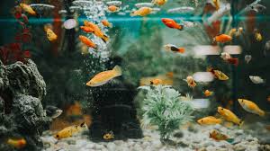 In 1985, amidst concerns about the effects of commercial trade on fragile coral ecosystems, the cites parties listed all stony corals, blue corals. Can I Move A Partially Filled Aquarium