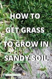 A great lawn starts with a good. How To Grow Grass In Sandy Soil Best Grasses For Sandy Yards The Backyard Master