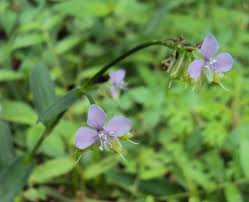 Image result for Murdannia