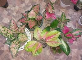 Tanaman ini bisa ditanam pada taman anda untuk mempercantik tampilan taman yang tanaman sri rejeki. Macam Macam Aglonema Atau Jenis Jenis Aglaonema Tridarma Rasuane