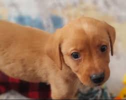 Clarence the orphan is thriving! He came to me weighing 24.9 grams a month  ago, and now weighs 109.7 grams. 👏👏👏