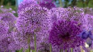 Allium - Lauchgewächse pflanzen, pflegen und vermehren | MDR.DE