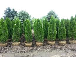 Green Giant Home Depot Plants Image 0 Thuja Growth Rate