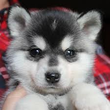 We are a small hobby breeder, located in ramona, california. Alaskan Klee Kai Puppies Miniature Husky Breeder Ca And Oregon