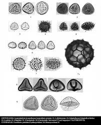 Image result for Indigofera fuscobarbata