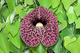 Image result for Aristolochia littoralis
