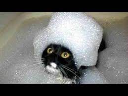 Super Funny Cat Videos Try Not To Laugh Challenge 2019 Funny Cat Compilation Funny Animal Pictures Crazy Cats