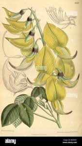 Image result for Crotalaria agatiflora
