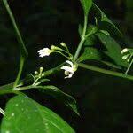Image result for Solanum anguivi