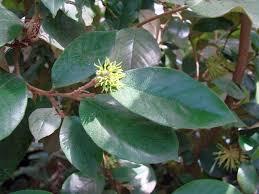Image result for Trichocladus ellipticus