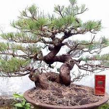 Jenis Tanaman Yang Bisa Dibuat Untuk Bonsai Dengan Gambar Pohon Bonsai Bonsai Tanaman