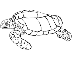 Turtle shells help protect the reptiles from predators and allow some to move quickly through the water. Online Coloring Pages Coloring Page Bug Animals Download Print Coloring Page