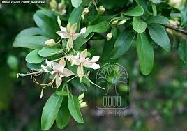 Image result for Cadaba