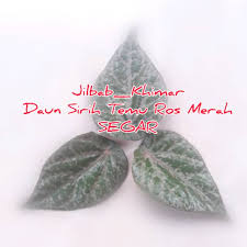 Namun ternyata ada jenis daun ini yang berwarna. Daun Sirih Merah Ketemu Ros Segar Daun Suruh Merah Temu Ros Shopee Indonesia