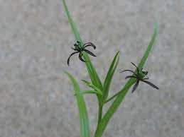 Image result for Iphigenia pauciflora
