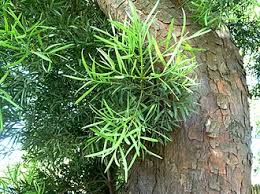 Image result for Afrocarpus