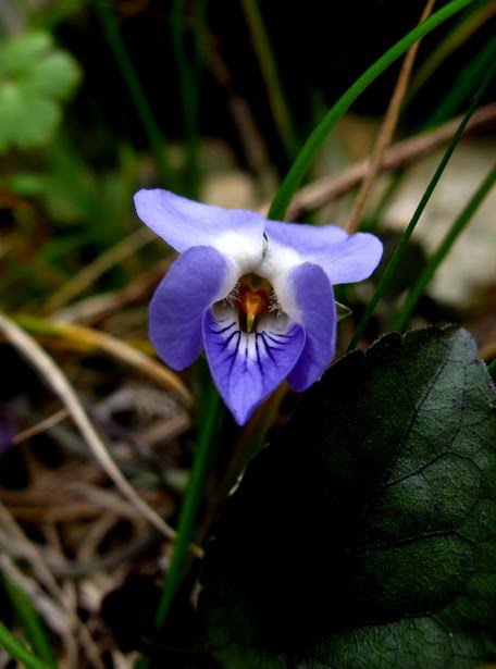 Viola odorata (Βιολέττα η εύοσμος ή ένα μάτσο βιόλες) | Λάσπη στ' αστέρια