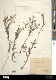 Image result for Doellia