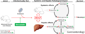 Embryologically it develops from the foregut and it spans the upper right and part of left abdominal quadrants. Simvastatin Prevents Progression Of Acute On Chronic Liver Failure In Rats With Cirrhosis And Portal Hypertension Gastroenterology