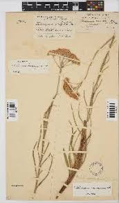 Image result for Helichrysum harveyanum