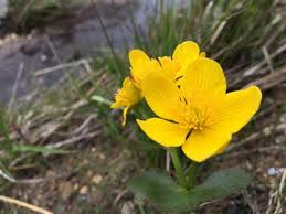 Maybe you would like to learn more about one of these? 13 Of Michigan S Prettiest Spring Wildflowers Mlive Com