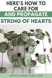 Pin On Houseplant Propagation