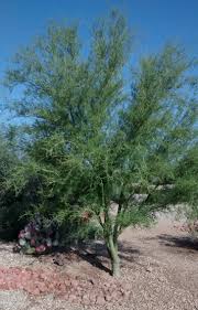 Check spelling or type a new query. How To Water Desert Trees Arizona Desert Xeriscape
