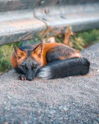 Black And Orange Fox Breed Unique Cross Fox With Orange And Black Coat Strikes A Pose For Friendly Photographer In 2020 Animals Rare Animals Melanistic